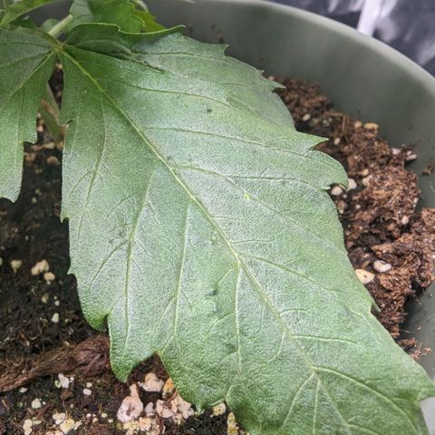 Euphoria #1 growlog timeline photo