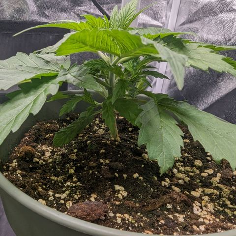 Euphoria #1 growlog timeline photo
