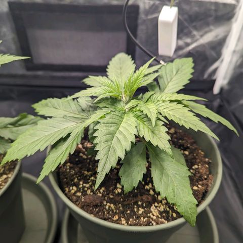 Euphoria #1 growlog timeline photo
