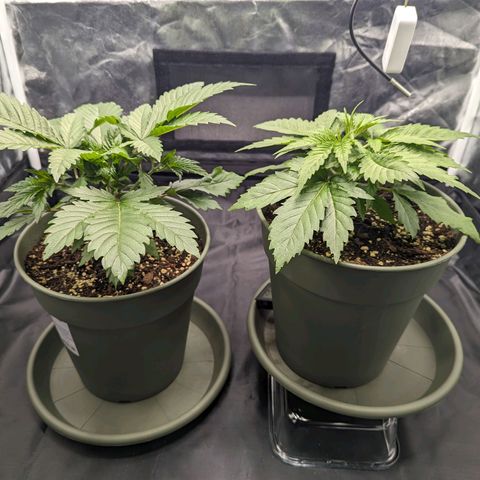 Euphoria #1 growlog timeline photo