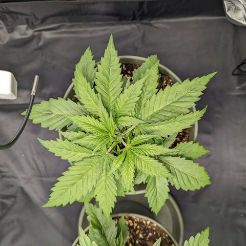 Euphoria #1 growlog timeline photo