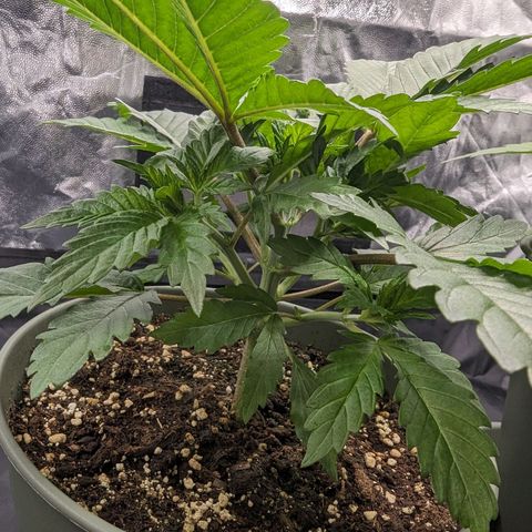 Euphoria #1 growlog timeline photo