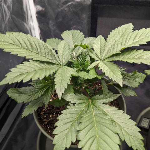 Euphoria #1 growlog timeline photo
