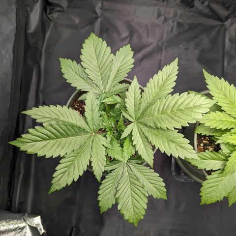 Euphoria #1 growlog timeline photo