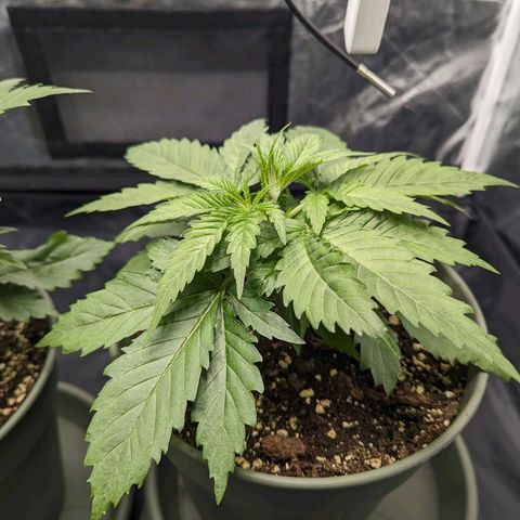 Euphoria #1 growlog timeline photo