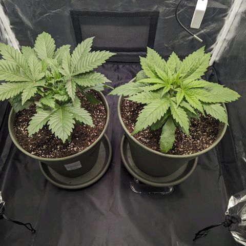 Euphoria #1 growlog timeline photo