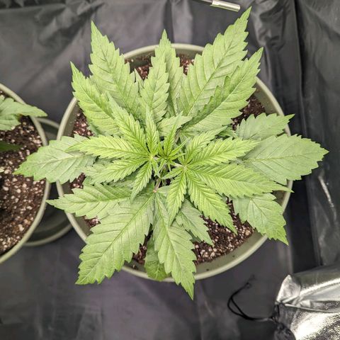 Euphoria #1 growlog timeline photo