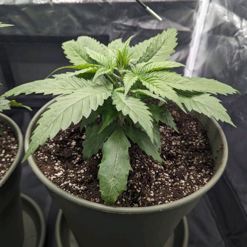 Euphoria #1 growlog timeline photo