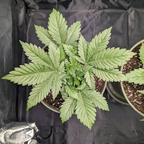 Euphoria #1 growlog timeline photo