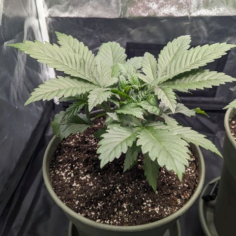 Euphoria #1 growlog timeline photo