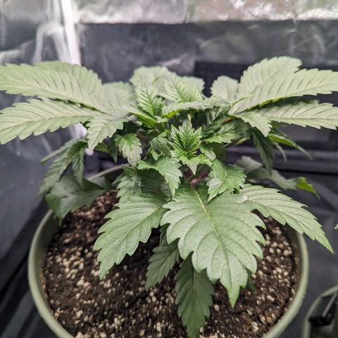 Euphoria #1 growlog photo: Überdüngt? Blattspitze der großen wird gelb/braun