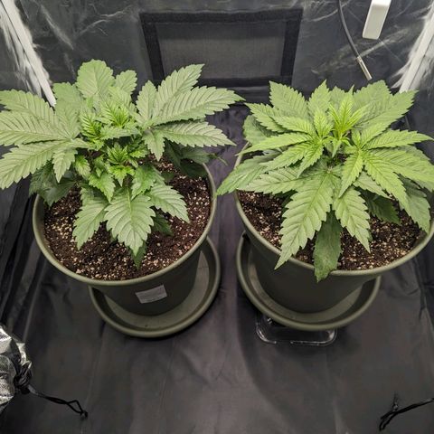 Euphoria #1 growlog photo: Überdüngt? Blattspitze der großen wird gelb/braun