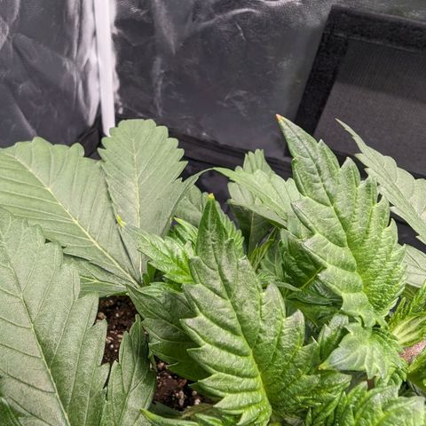 Euphoria #1 growlog photo: Überdüngt? Blattspitze der großen wird gelb/braun