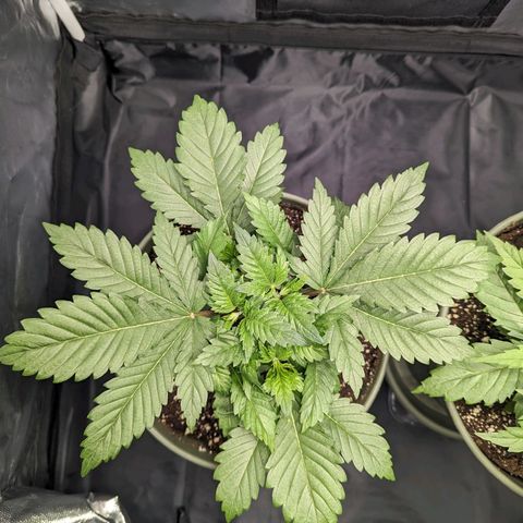 Euphoria #1 growlog photo: Überdüngt? Blattspitze der großen wird gelb/braun