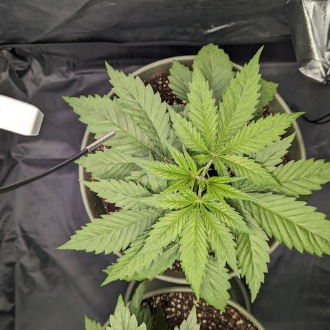 Euphoria #1 growlog photo: Überdüngt? Blattspitze der großen wird gelb/braun