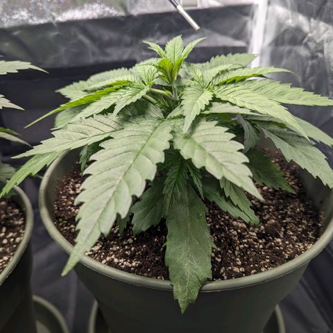 Euphoria #1 growlog photo: Überdüngt? Blattspitze der großen wird gelb/braun
