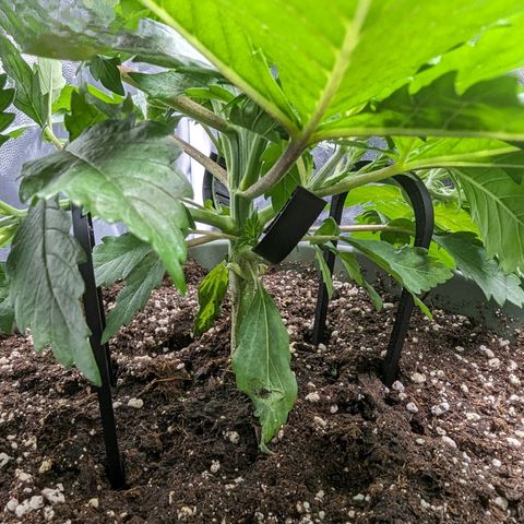 Euphoria #1 growlog timeline photo