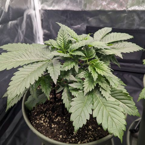 Euphoria #1 growlog timeline photo
