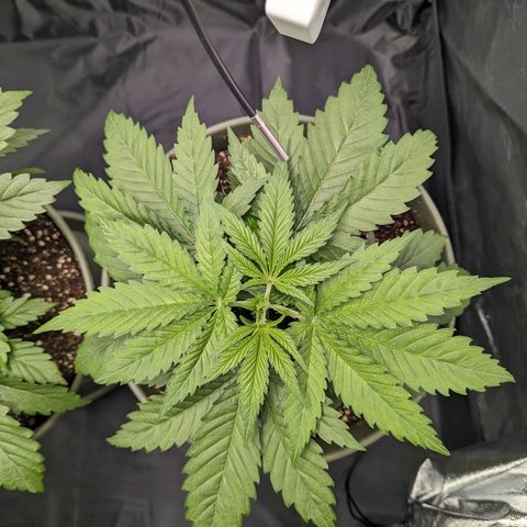 Euphoria #1 growlog timeline photo