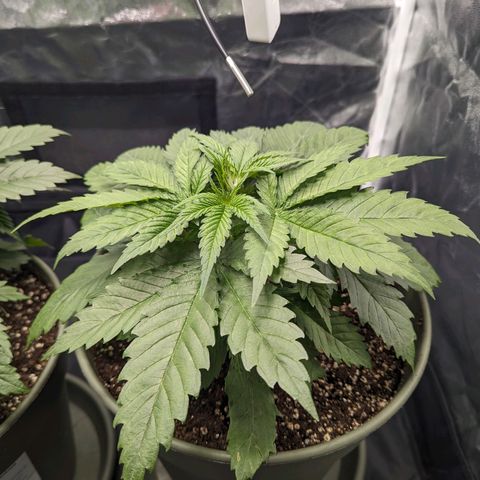 Euphoria #1 growlog timeline photo