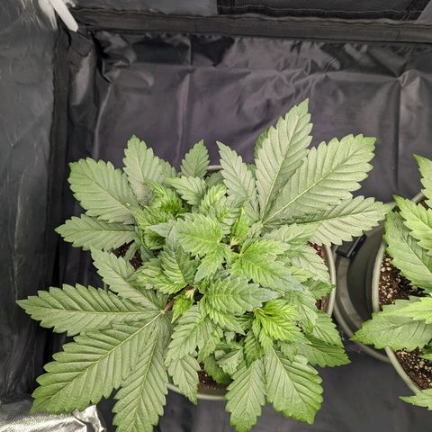 Euphoria #1 growlog timeline photo