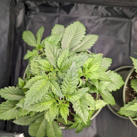 Euphoria #1 growlog timeline photo