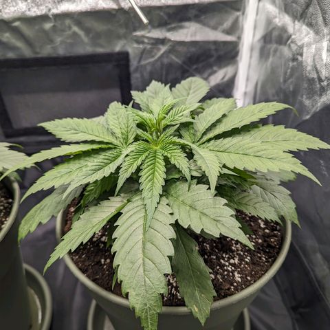 Euphoria #1 growlog timeline photo