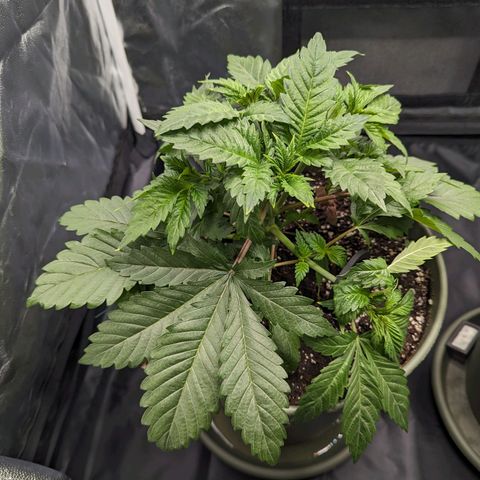 Euphoria #1 growlog timeline photo