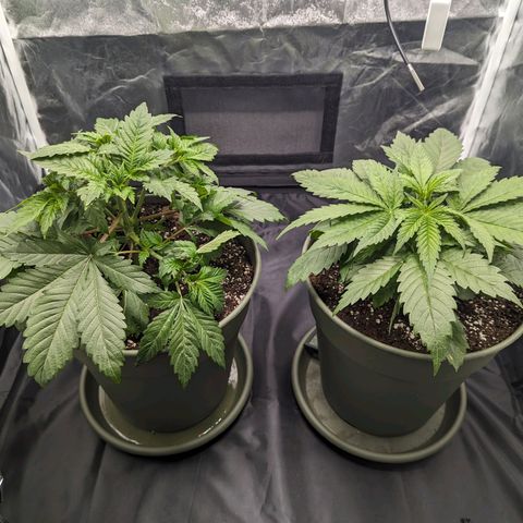 Euphoria #1 growlog timeline photo