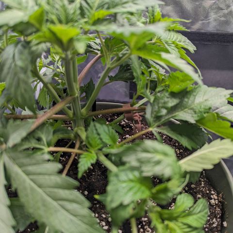 Euphoria #1 growlog timeline photo