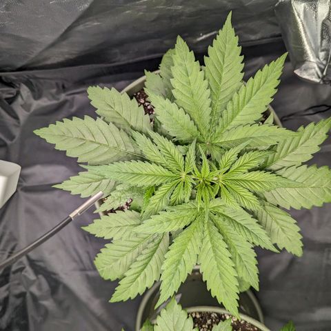 Euphoria #1 growlog timeline photo