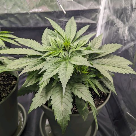 Euphoria #1 growlog timeline photo