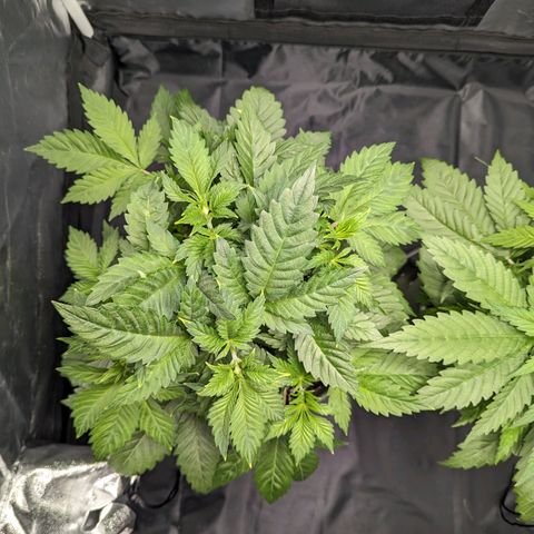 Euphoria #1 growlog timeline photo