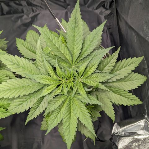 Euphoria #1 growlog timeline photo