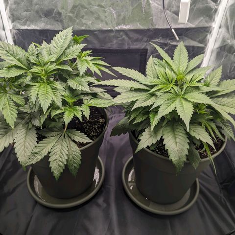 Euphoria #1 growlog timeline photo