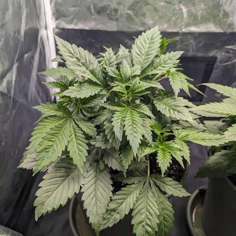 Euphoria #1 growlog timeline photo