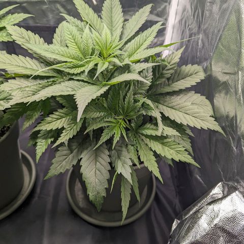 Euphoria #1 growlog timeline photo