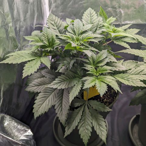 Euphoria #1 growlog timeline photo