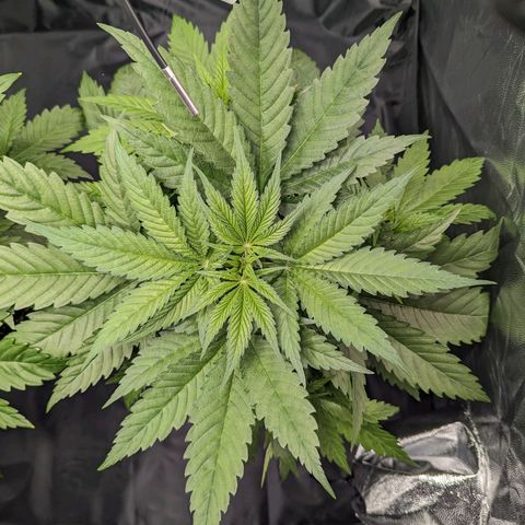 Euphoria #1 growlog timeline photo