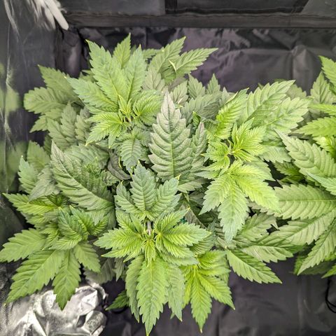 Euphoria #1 growlog timeline photo