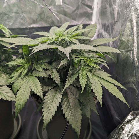Euphoria #1 growlog timeline photo
