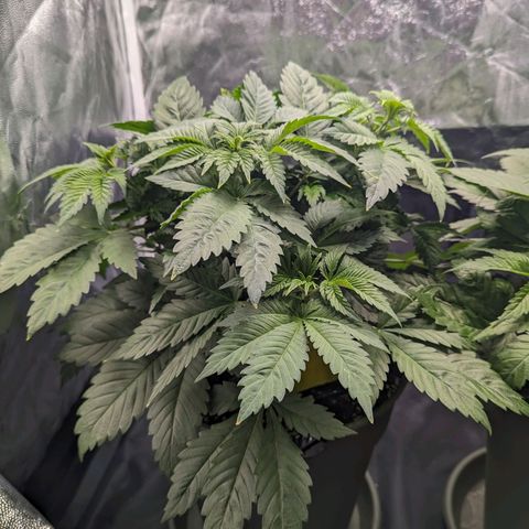 Euphoria #1 growlog timeline photo