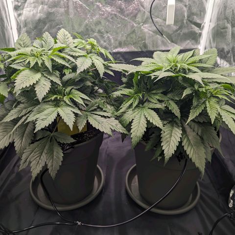 Euphoria #1 growlog timeline photo