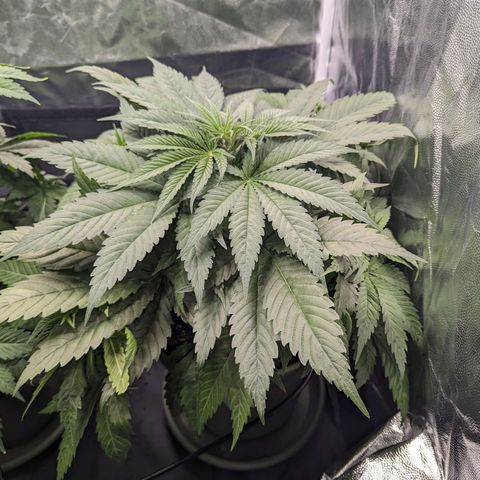 Euphoria #1 growlog timeline photo