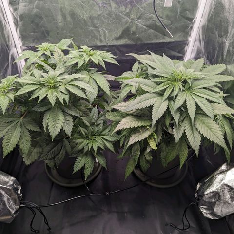 Euphoria #1 growlog timeline photo