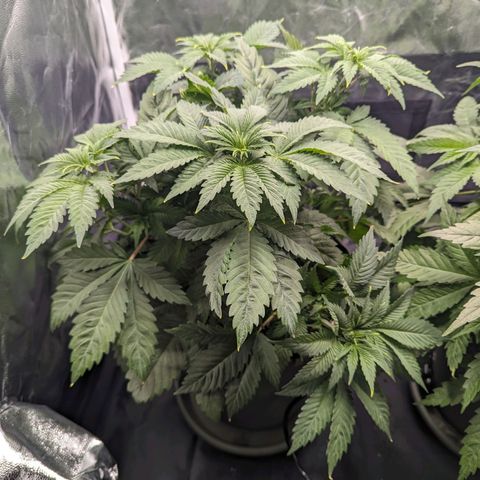 Euphoria #1 growlog timeline photo