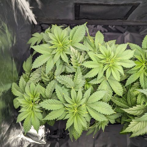 Euphoria #1 growlog timeline photo