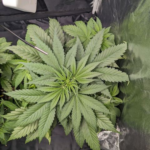 Euphoria #1 growlog timeline photo