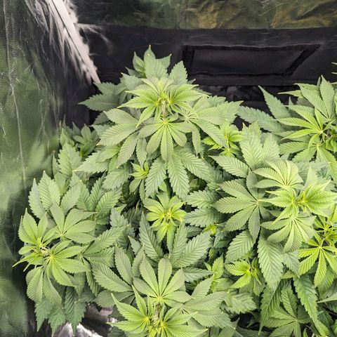 Euphoria #1 growlog timeline photo