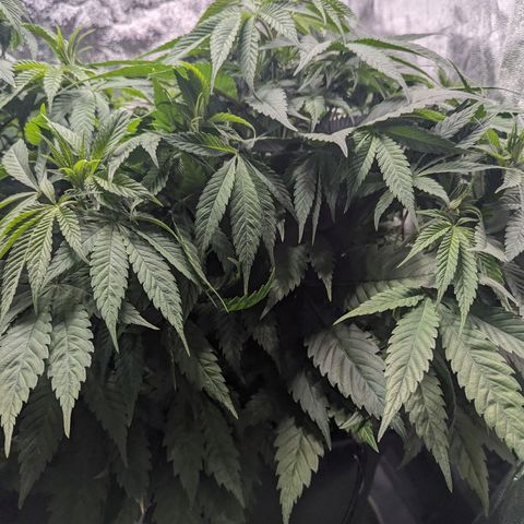 Euphoria #1 growlog timeline photo